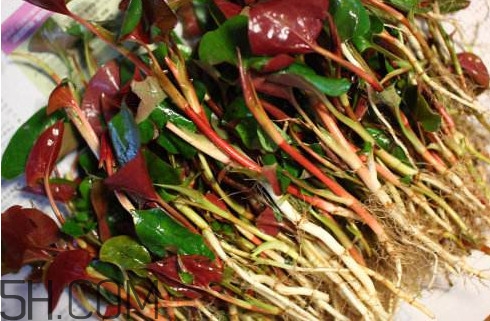 魚腥草有馬兜鈴酸嗎？馬兜鈴酸的功效與作用