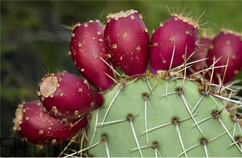 仙人掌果什么味道 仙人掌果可以直接吃嗎 仙人掌果什么味道 仙人掌果可以直接吃嗎