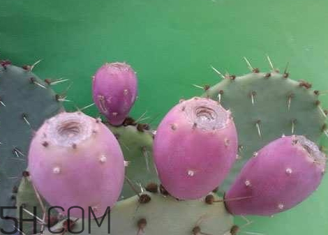 仙人掌果什么味道 仙人掌果可以直接吃嗎 仙人掌果什么味道 仙人掌果可以直接吃嗎