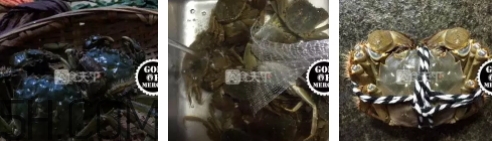 菜蟹是什么蟹？菜蟹的營(yíng)養(yǎng)價(jià)值與功效