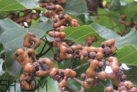 雞爪梨是水果嗎？雞爪梨泡酒有什么功效