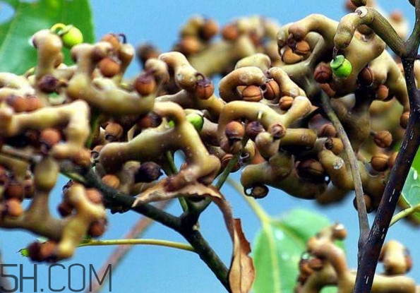 雞爪梨多少錢一斤？雞爪梨孕婦能吃嗎