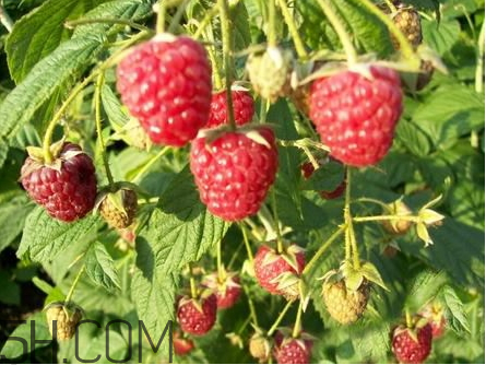 紅樹莓騙局 樹莓種植騙局 紅樹莓騙局 樹莓種植騙局