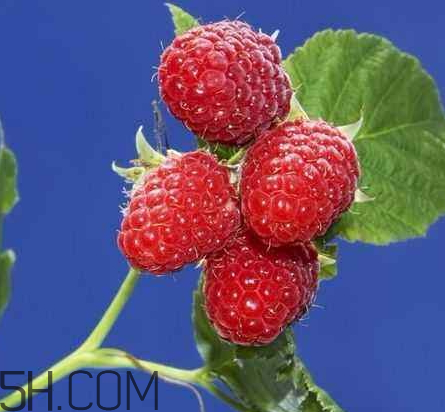 紅樹莓騙局 樹莓種植騙局 紅樹莓騙局 樹莓種植騙局