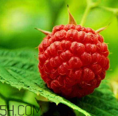 紅樹莓騙局 樹莓種植騙局 紅樹莓騙局 樹莓種植騙局