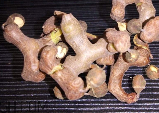 雞爪梨解酒是真的嗎？雞爪梨種下幾年能開花結果