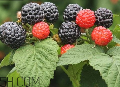 ?樹(shù)莓什么時(shí)候種植 樹(shù)莓種植時(shí)間