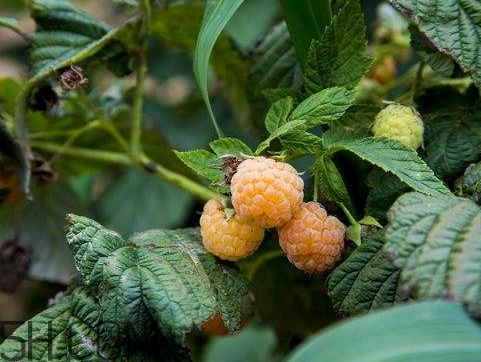 ?樹(shù)莓什么時(shí)候種植 樹(shù)莓種植時(shí)間