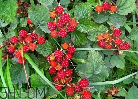 ?樹(shù)莓什么時(shí)候種植 樹(shù)莓種植時(shí)間