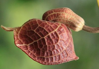 馬兜鈴酸的中藥有哪些？馬兜鈴酸是什么