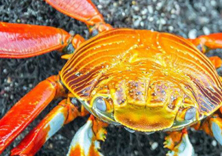 冬蟹是什么蟹？冬蟹的營養(yǎng)價值和功效