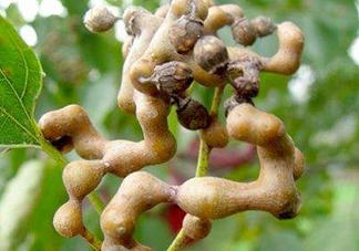 雞爪梨解酒是真的嗎？雞爪梨種下幾年能開(kāi)花結(jié)果