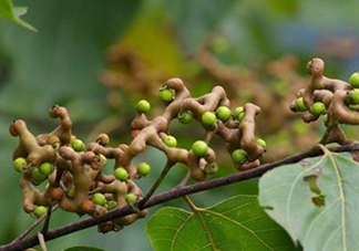 雞爪梨泡酒是喝酒還是吃果實嗎？雞爪梨的營養(yǎng)價值