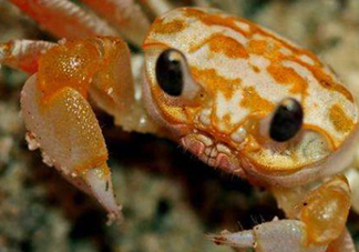 冬蟹怎么做？冬蟹的做法大全