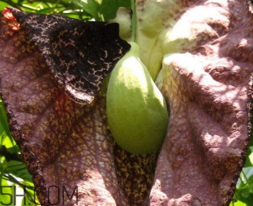 馬兜鈴酸的中藥有哪些？馬兜鈴酸是什么