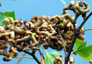 雞爪梨多少錢一斤？雞爪梨孕婦能吃嗎