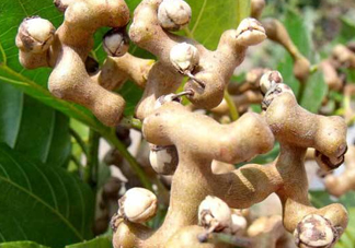 雞爪梨是水果嗎？雞爪梨泡酒有什么功效