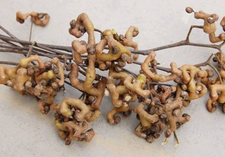 雞爪梨怎么挑選？雞爪梨什么時候成熟