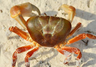 冬蟹蒸多長時間？怎么蒸冬蟹