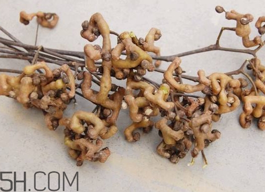 雞爪梨怎么挑選？雞爪梨什么時候成熟