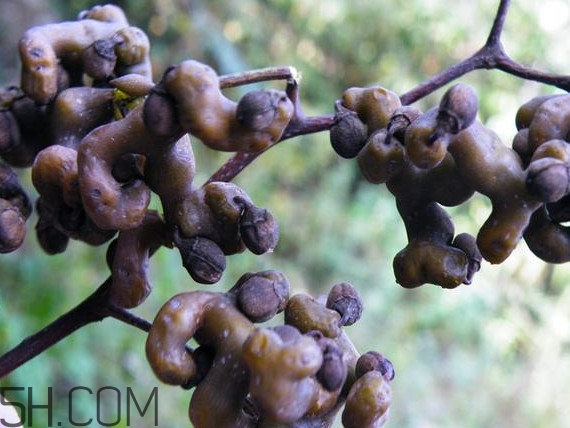 雞爪梨泡酒是喝酒還是吃果實(shí)嗎？雞爪梨的營(yíng)養(yǎng)價(jià)值