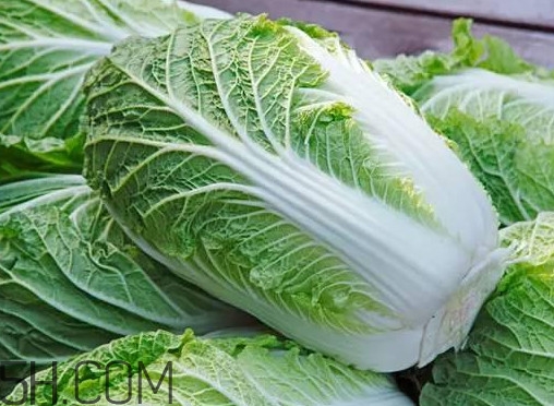 大白菜什么時(shí)候種最合適？大白菜怎么做好吃