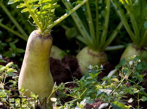 蘿卜空心了還能吃嗎 蘿卜為什么會空心 蘿卜空心了還能吃嗎 蘿卜為什么會空心