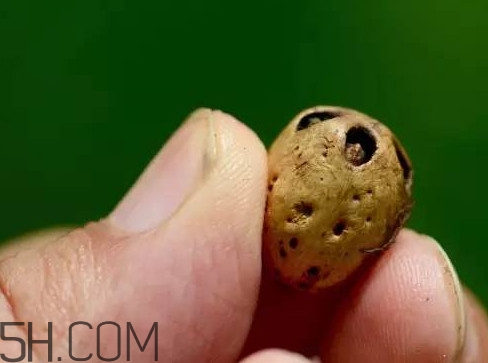 南酸棗可以泡酒嗎？南酸棗果核有什么功效