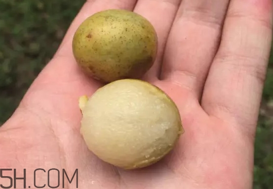 南酸棗怎么吃？南酸棗的作用與功效