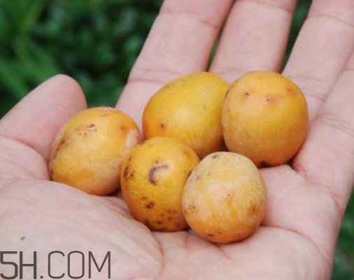 南酸棗多少錢一斤？南酸棗和酸棗的區(qū)別是什么