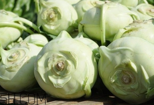 大頭菜是發(fā)物嗎？大頭菜是卷心菜嗎