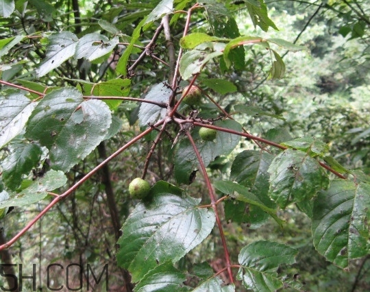 南酸棗什么時(shí)候成熟？南酸棗怎么種