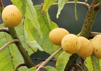 南酸棗糕怎么做？南酸棗糕吃多了會(huì)怎么樣