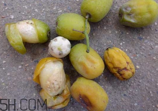 南酸棗怎么吃？南酸棗的作用與功效