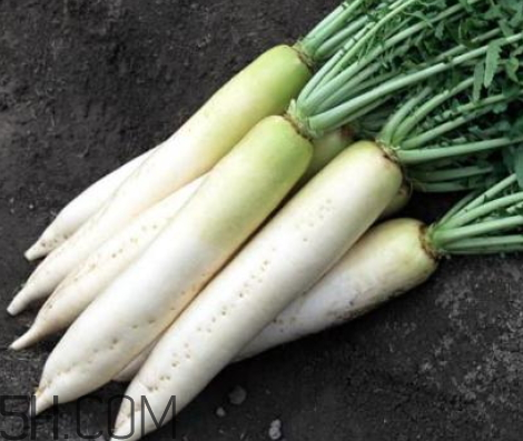 白蘿卜為什么會辣 白蘿卜辣怎么辦 白蘿卜為什么會辣 白蘿卜辣怎么辦