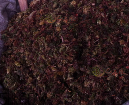 回心草怎么吃 回心草泡水喝有效果么 回心草怎么吃 回心草泡水喝有效果么