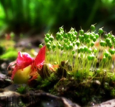 回心草怎么吃 回心草泡水喝有效果么 回心草怎么吃 回心草泡水喝有效果么