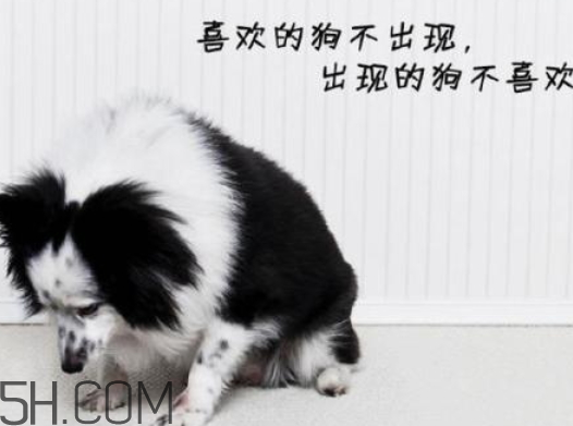 單身狗的清香是什么意思 單身狗的清香表情圖 單身狗的清香是什么意思 單身狗的清香表情圖