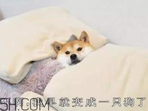 單身狗的清香是什么意思 單身狗的清香表情圖 單身狗的清香是什么意思 單身狗的清香表情圖