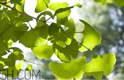 銀杏葉片多少錢一盒？銀杏葉片的功效與作用