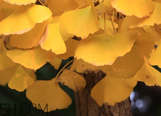 銀杏葉什么時間采收效果好？銀杏葉可以治什么病