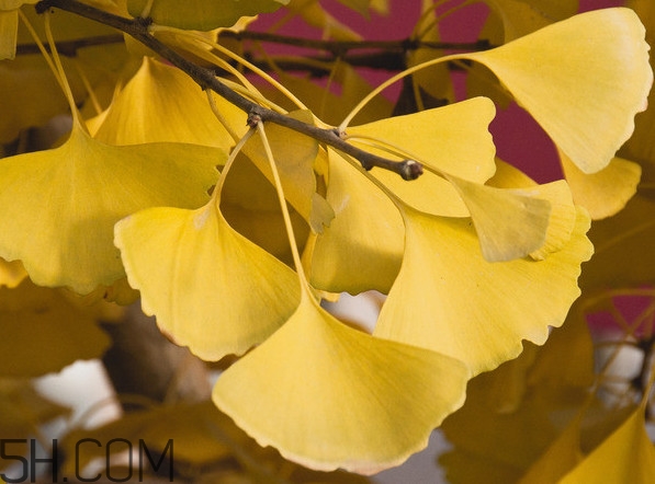 銀杏葉怎么祛斑？銀杏葉有毒嗎
