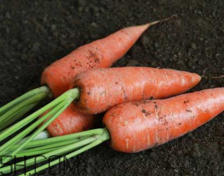 青蘿卜和胡蘿卜能一起吃嗎 青蘿卜和紅蘿卜能一起吃嗎 青蘿卜和胡蘿卜能一起吃嗎 青蘿卜和紅蘿卜能一起吃嗎