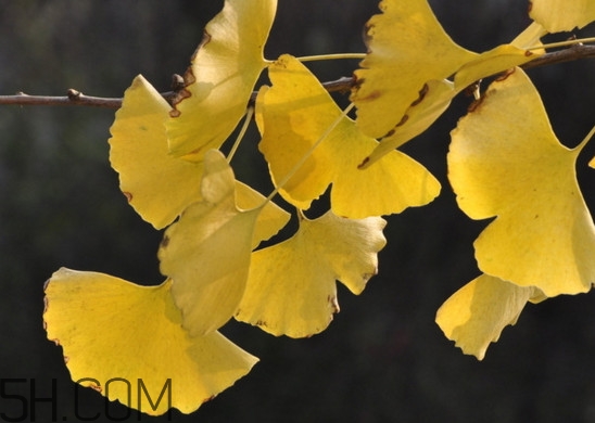 銀杏葉的花語是什么？銀杏樹葉可以降血壓嗎