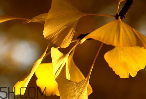 銀杏葉片能治耳鳴嗎？銀杏葉片可以降血脂嗎