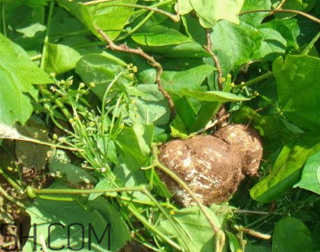 白地瓜什么時(shí)候種植 白地瓜怎么種植 白地瓜什么時(shí)候種植 白地瓜怎么種植