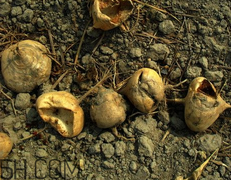 白地瓜什么時(shí)候種植 白地瓜怎么種植 白地瓜什么時(shí)候種植 白地瓜怎么種植