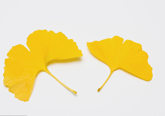 銀杏葉有什么作用？銀杏樹葉怎么處理才能當茶葉喝