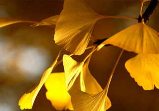 銀杏葉什么時間采收效果好？銀杏葉可以治什么病