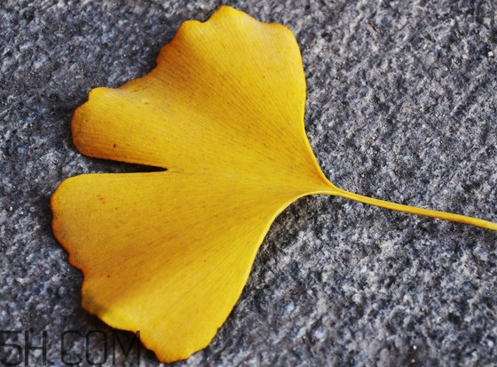 銀杏葉什么時間采收效果好？銀杏葉可以治什么病